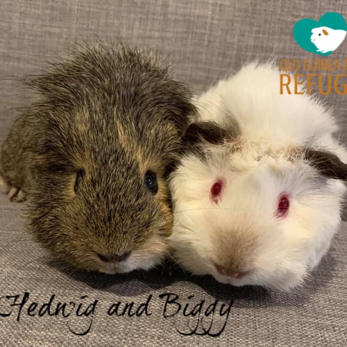 Hedwig and Biggy (desexed male)