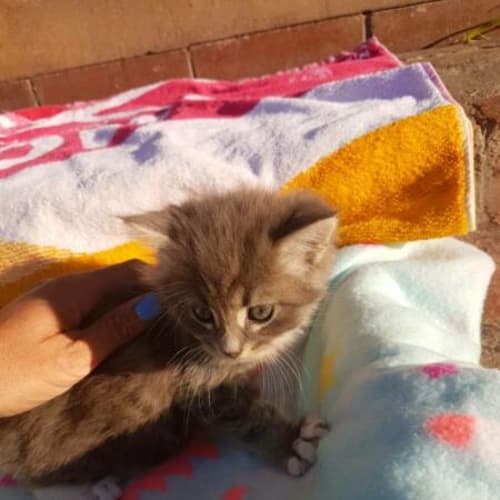 Fluffy Rescue Kittens