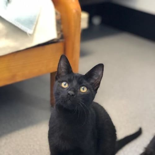 Toothless