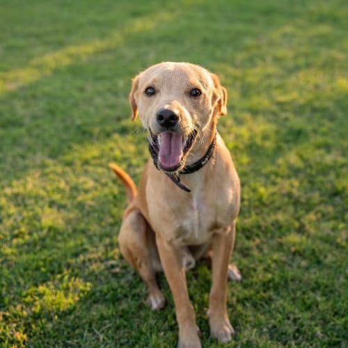 Sam