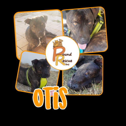 Otis