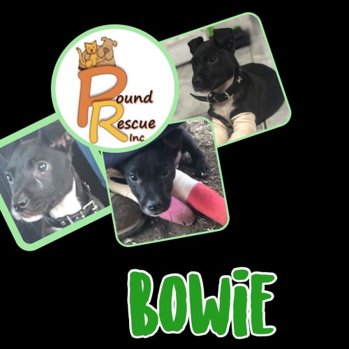 Bowie