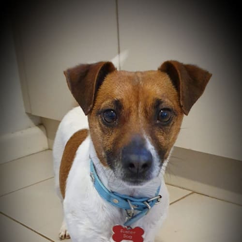 Oscar