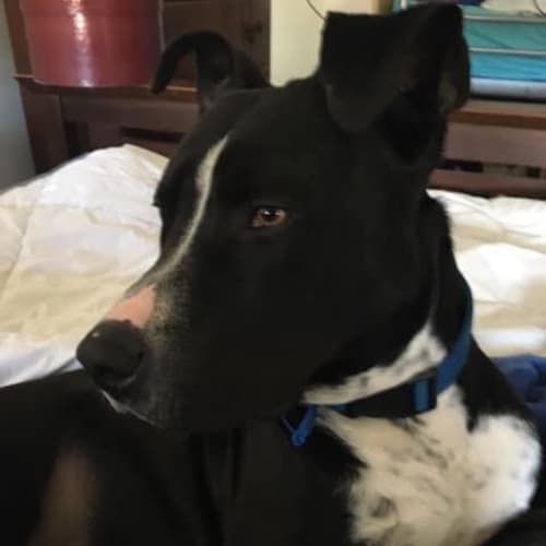 Sarge (adoption pending)