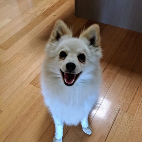 Bo