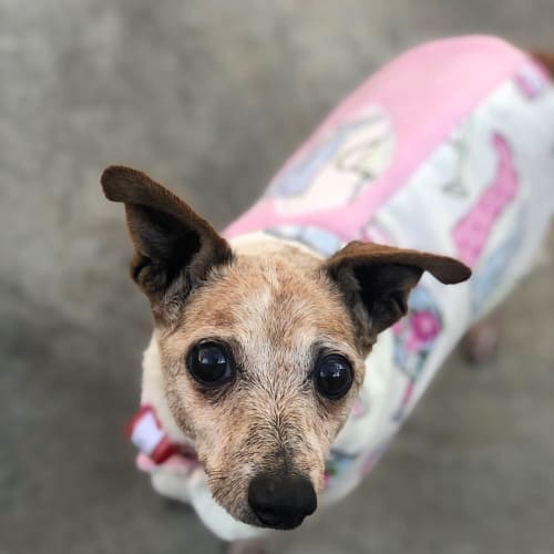 Poppy