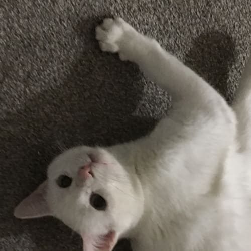 Ollie
