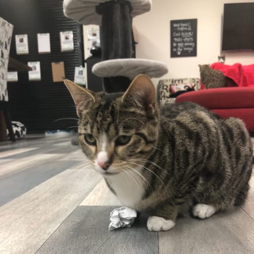 Trudy - Meet me at Cat Lounge/Neko HQ In Preston