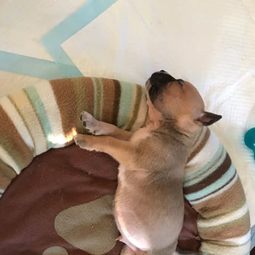 Benny ~ Mastiff X (on trial 31/8/19)