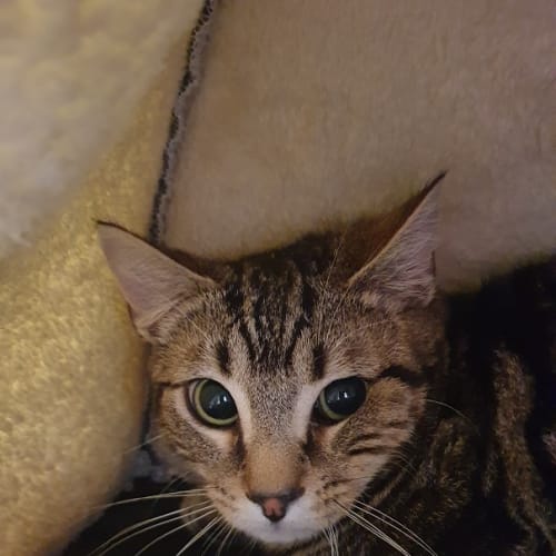 Loki