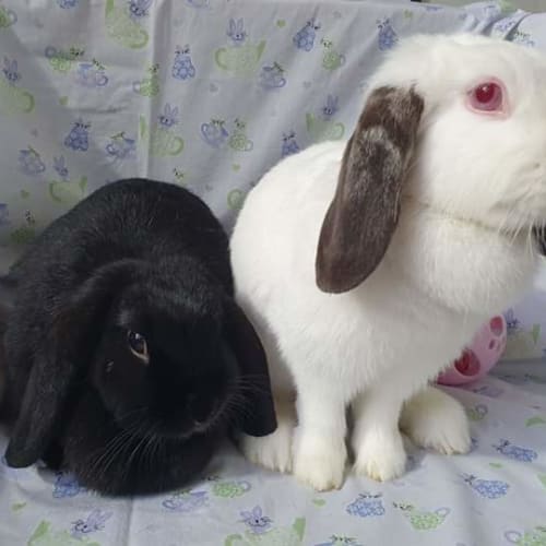 Flop and fluff