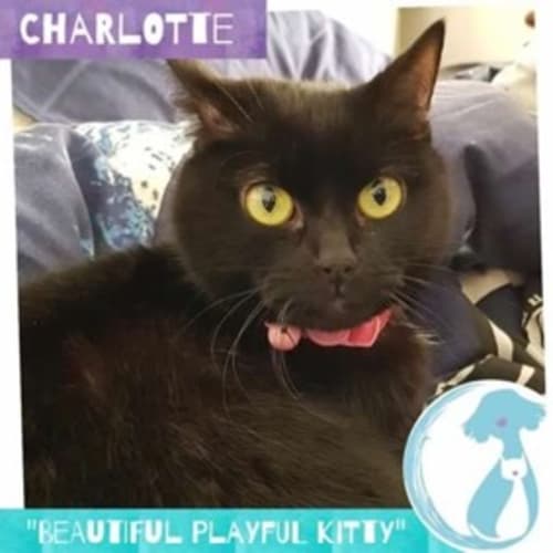 Charlotte