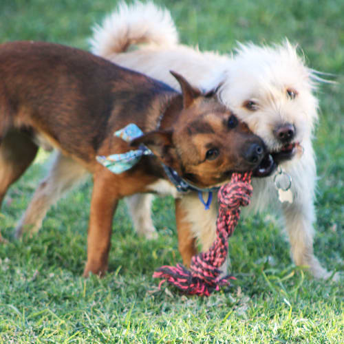 Ranger ~ Kelpie X Terrier (on trial 30/9/19)