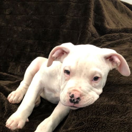 Mr T (on adoption trial)