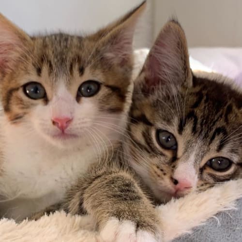 Binky and Kitty Purry
