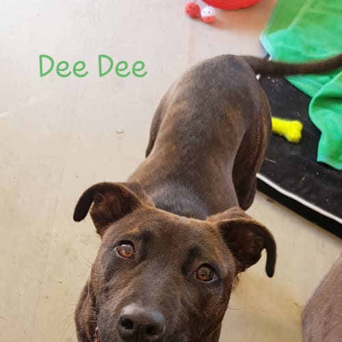 Dee Dee (2282019)