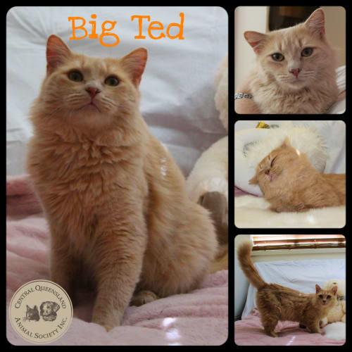 Big Ted