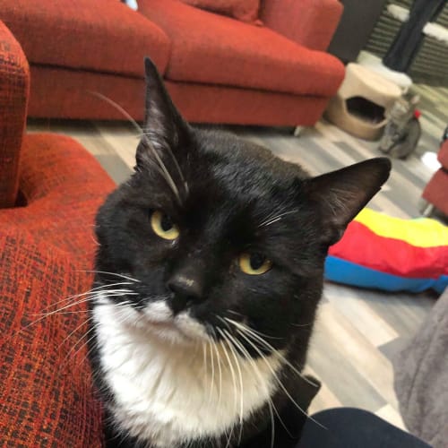 Zac -  Meet me in Cat Lounge/Neko HQ Preston