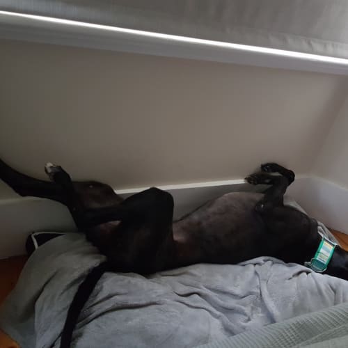 Duke.     Melbourne