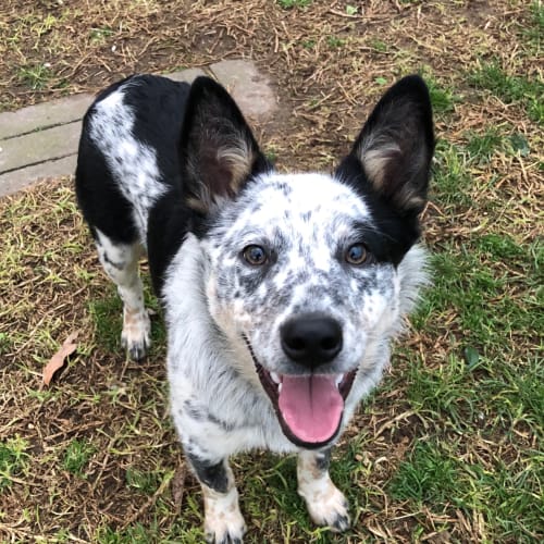 Buckley