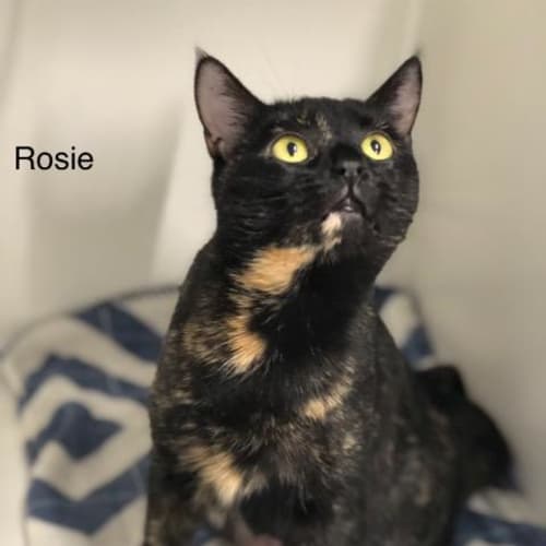 Rosie