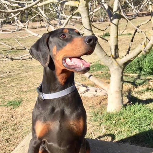 Dobermann 1914155225