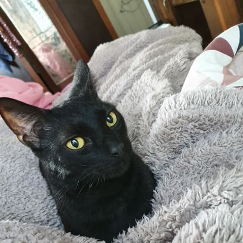 Sampson