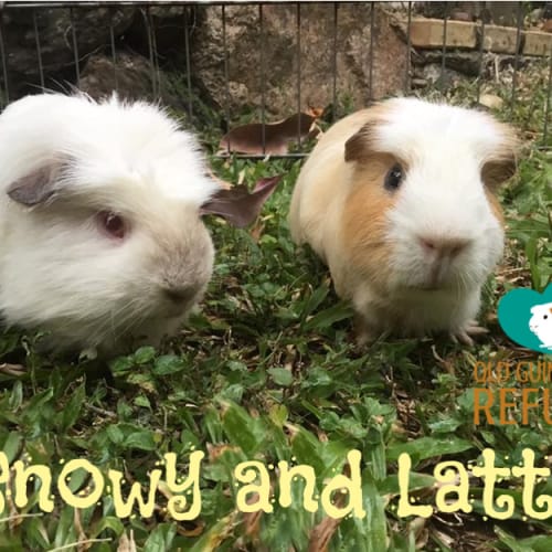 Snowy and Latte