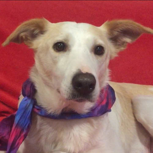Summer ~ 6yo Border Collie ~ On Trial 26/11/2019