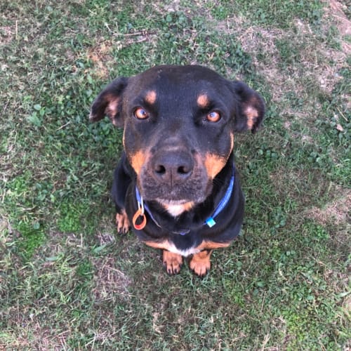 Coco