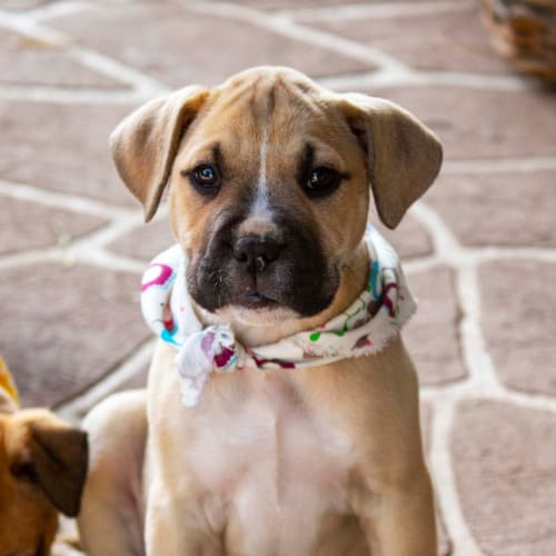 Jasmine ~ Boxer X (on trial 29/9/19)