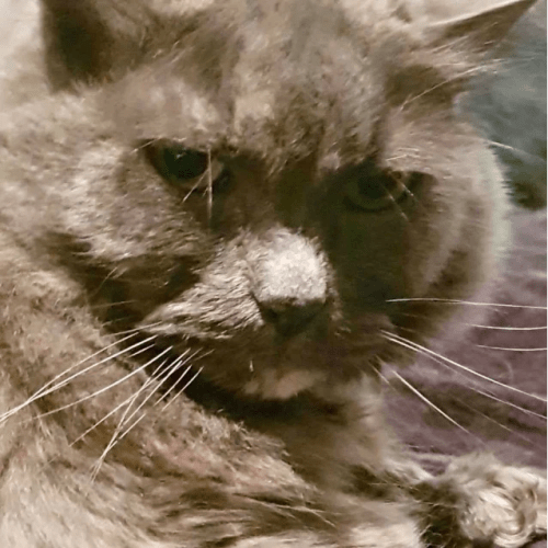 Lady - New Foster Carer Needed