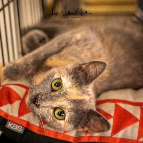 Isabella