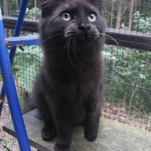Wickett 
