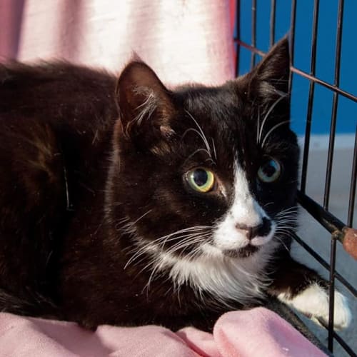 Dale ** 2nd Chance Cat Rescue**