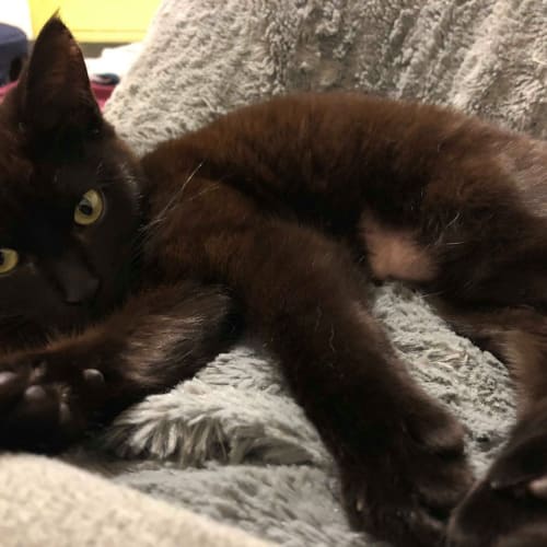 Kedi - Located in Brunswick