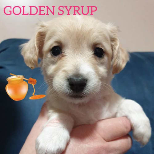 Golden Syrup ❤