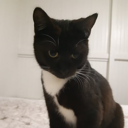 Molly 