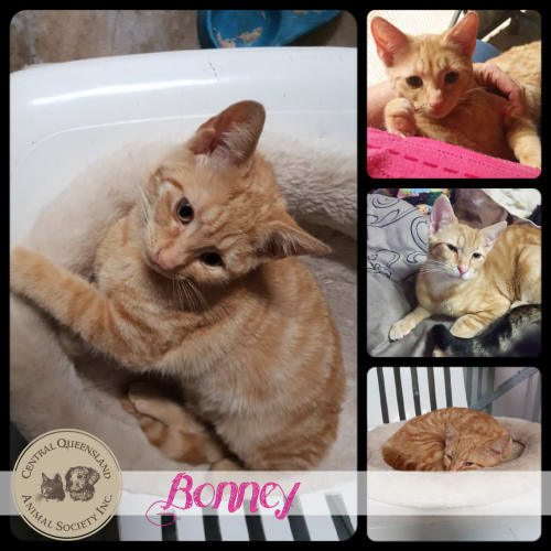 Bonney