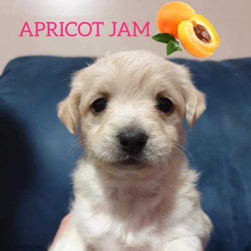 Apricot Jam ❤❤❤