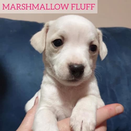 Marshmallow ❤❤❤