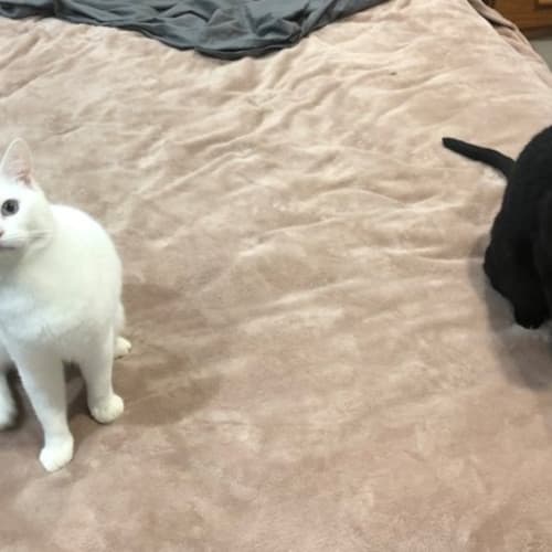 Gio and Shadow (Dual Adoption)