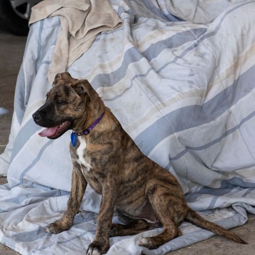Ashlee ~ friendly Staffy X Mastiff puppy
