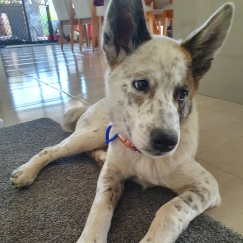 Hazel ~ Dingo x ~ On Trial 14/9/19