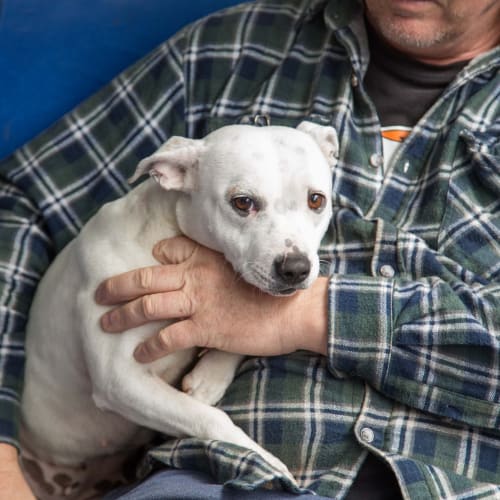 Snowy ~ deaf Foxie X Staffy (on trial 22/9/19)