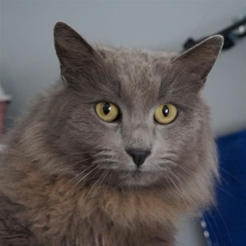 Merlin