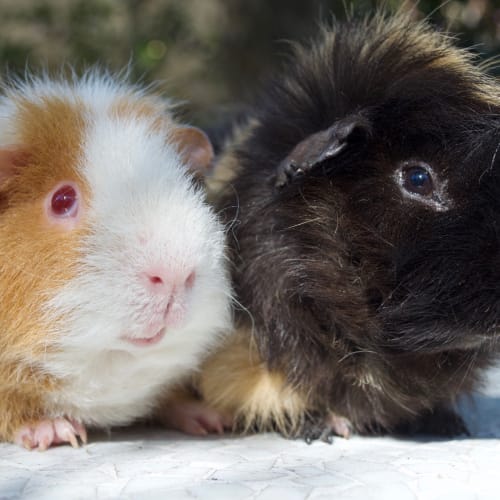 Cheddar and Shredder