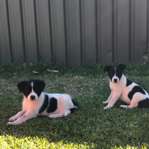 Puppy Ben DL2245