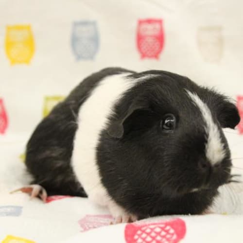 Primrose - Impound Number 4080