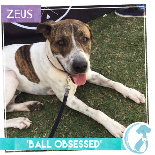 Zeus